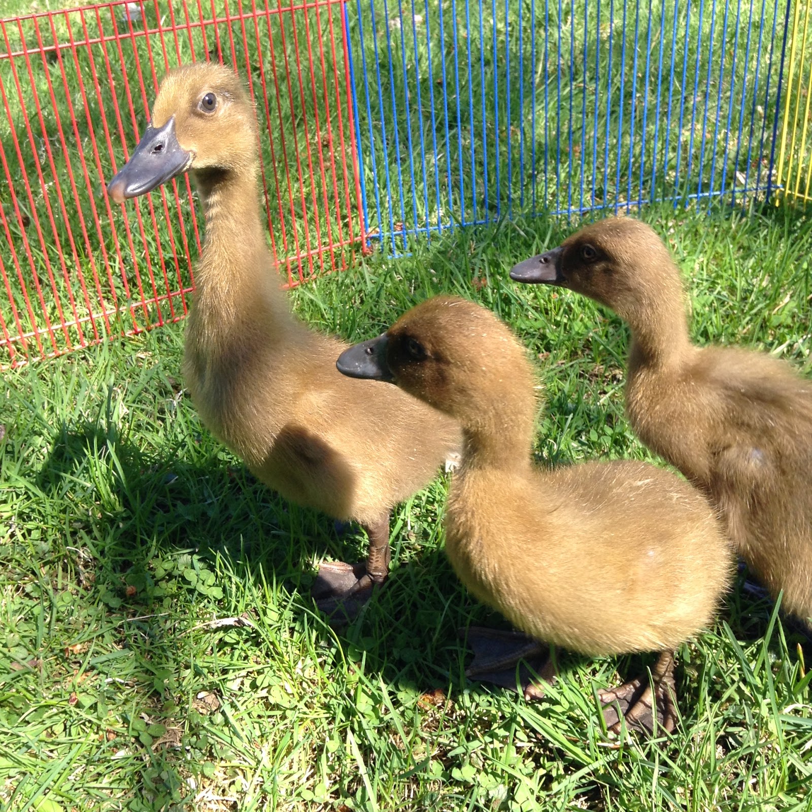 Raising Ducklings To Ducks BackYard Chickens